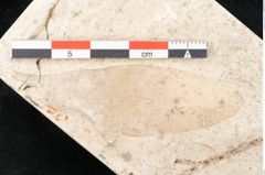 Foto (Detailansicht) von Chrysophyllum atticum Unger (NHMW-GEO-2024-0188-8194a)